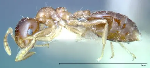 Crematogaster captiosa specimen FOCOL0270-3 image focol0270-3_3