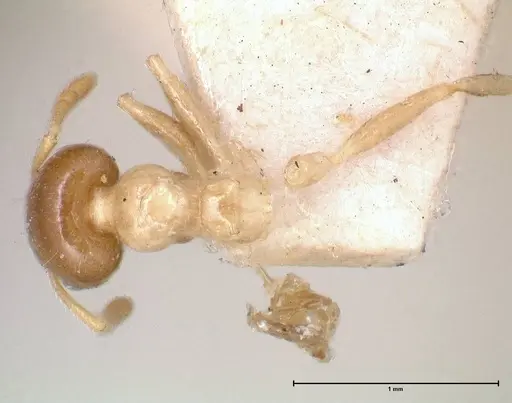 Crematogaster captiosa specimen FOCOL0650-1 image focol0650-1_1