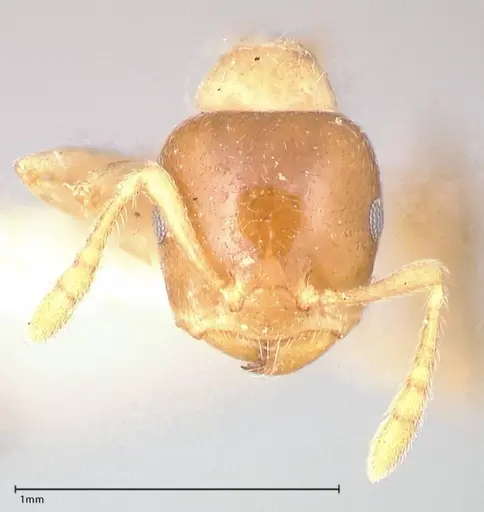 Crematogaster captiosa specimen FOCOL0650-1 image focol0650-1_2