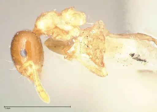 Crematogaster captiosa specimen FOCOL0650-1 image focol0650-1_3