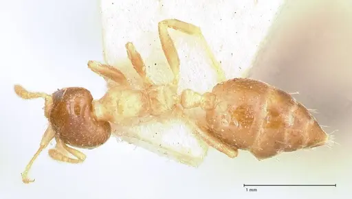 Crematogaster captiosa specimen FOCOL0650-2 image focol0650-2_1