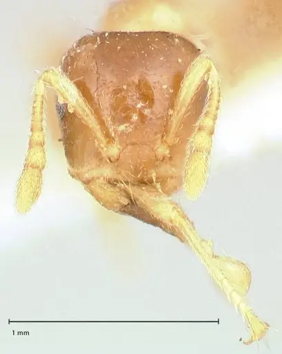 Crematogaster captiosa specimen FOCOL0650-2 image focol0650-2_2
