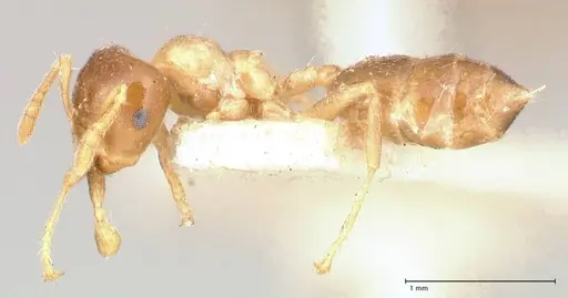 Crematogaster captiosa specimen FOCOL0650-2 image focol0650-2_3