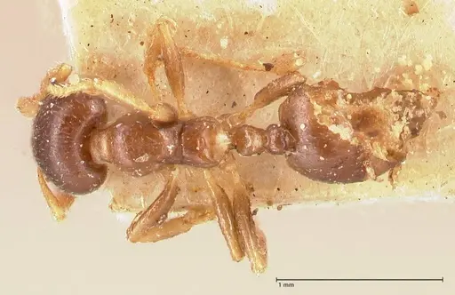 Crematogaster captiosa specimen FOCOL0698 image focol0698_1