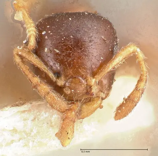 Crematogaster captiosa specimen FOCOL0698 image focol0698_2