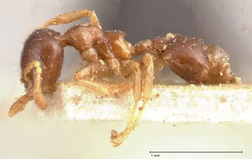 Crematogaster captiosa specimen FOCOL0698 image focol0698_3