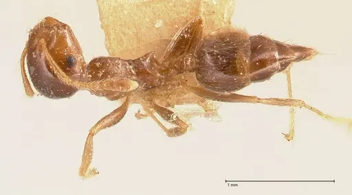 Crematogaster captiosa specimen FOCOL0699 image focol0699_1