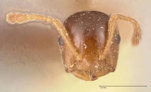 Crematogaster captiosa specimen FOCOL0699 image focol0699_2