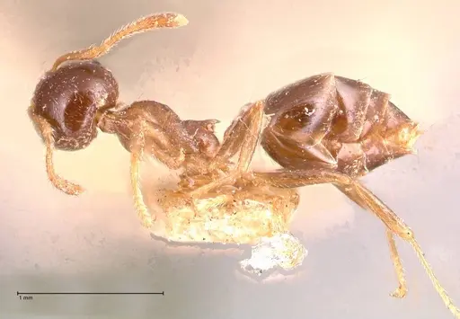 Crematogaster captiosa specimen FOCOL0699 image focol0699_3
