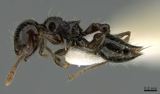 Crematogaster carinata specimen CASENT0260090 image casent0260090_1
