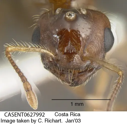 Crematogaster carinata specimen CASENT0627992 image casent0627992_1