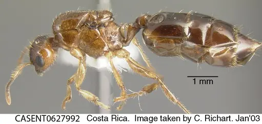 Crematogaster carinata specimen CASENT0627992 image casent0627992_2