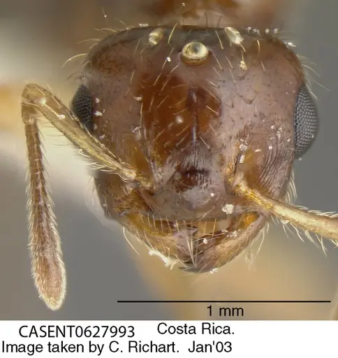 Crematogaster carinata specimen CASENT0627993 image casent0627993_1