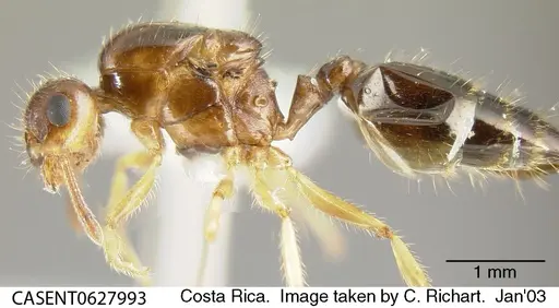 Crematogaster carinata specimen CASENT0627993 image casent0627993_2
