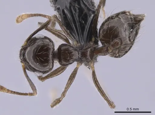 Crematogaster carinata specimen CASENT0653683 image casent0653683_1