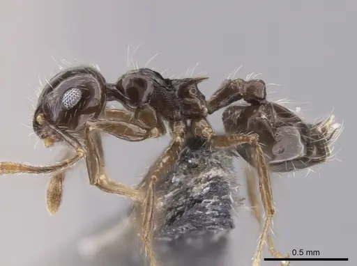 Crematogaster carinata specimen CASENT0653683 image casent0653683_3
