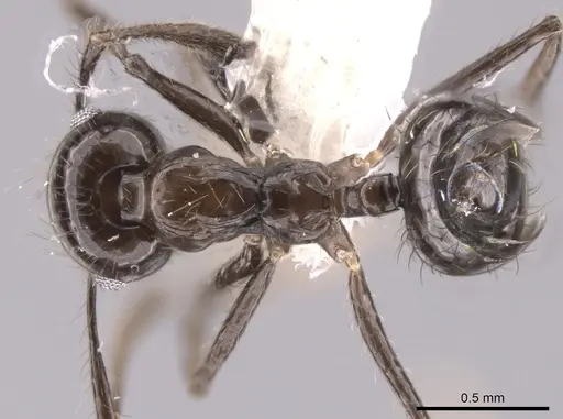 Crematogaster carinata specimen CASENT0653684 image casent0653684_1