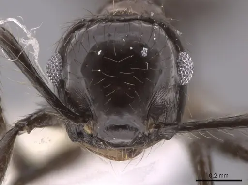 Crematogaster carinata specimen CASENT0653684 image casent0653684_2