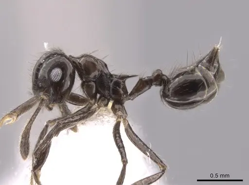 Crematogaster carinata specimen CASENT0653684 image casent0653684_3