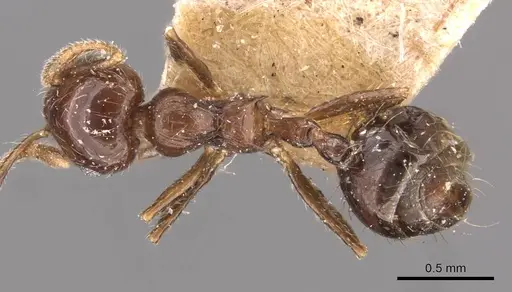 Crematogaster carinata specimen CASENT0908435 image casent0908435_1