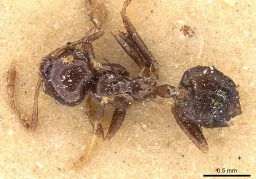 Crematogaster carinata specimen CASENT0908436 image casent0908436_1