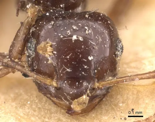 Crematogaster carinata specimen CASENT0908436 image casent0908436_2