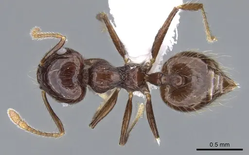 Crematogaster carinata specimen CASENT0914553 image casent0914553_1