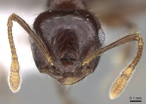 Crematogaster carinata specimen CASENT0914553 image casent0914553_2