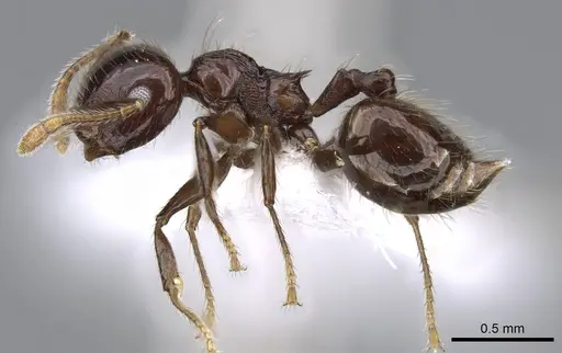 Crematogaster carinata specimen CASENT0914553 image casent0914553_3