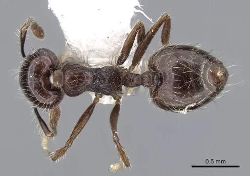 Crematogaster carinata specimen CASENT0914554 image casent0914554_1