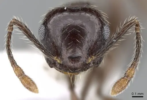 Crematogaster carinata specimen CASENT0914554 image casent0914554_2