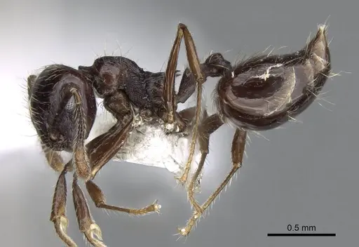 Crematogaster carinata specimen CASENT0914554 image casent0914554_3