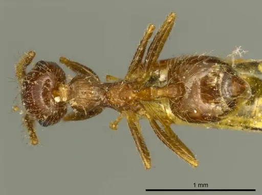 Crematogaster carinata specimen CASENT0919696 image casent0919696_1