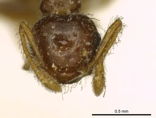 Crematogaster carinata specimen CASENT0919696 image casent0919696_2
