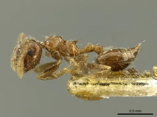 Crematogaster carinata specimen CASENT0919696 image casent0919696_3