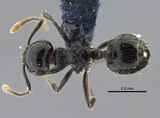 Crematogaster carinata specimen CBUMAGENT41938 image cbumagent41938_1