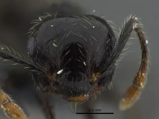 Crematogaster carinata specimen CBUMAGENT41938 image cbumagent41938_2
