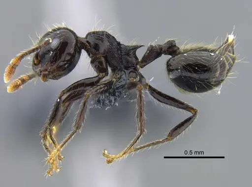Crematogaster carinata specimen CBUMAGENT41938 image cbumagent41938_3