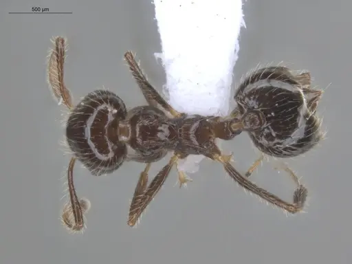 Crematogaster carinata specimen ECOFOG-IT14-0835-21 image ecofog-it14-0835-21_1