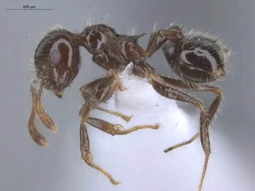 Crematogaster carinata specimen ECOFOG-IT14-0835-21 image ecofog-it14-0835-21_3