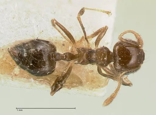Crematogaster carinata specimen FOCOL0788-1 image focol0788-1_1