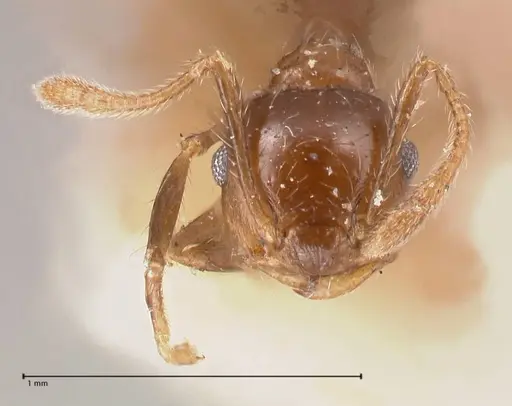 Crematogaster carinata specimen FOCOL0788-1 image focol0788-1_2