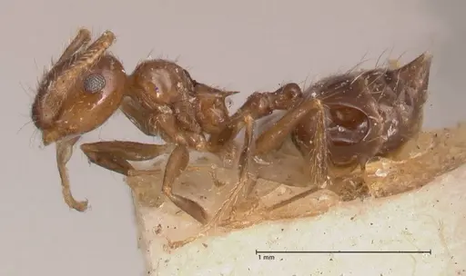 Crematogaster carinata specimen FOCOL0788-1 image focol0788-1_3