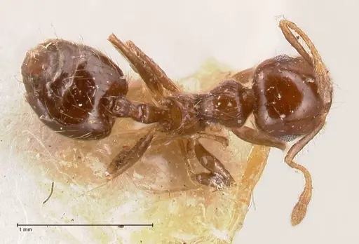 Crematogaster carinata specimen FOCOL0788-2 image focol0788-2_1