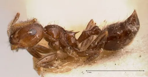 Crematogaster carinata specimen FOCOL0788-2 image focol0788-2_3