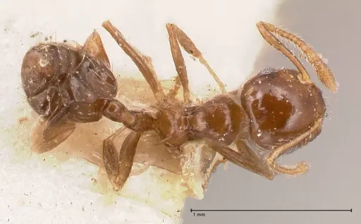 Crematogaster carinata specimen FOCOL0788-3 image focol0788-3_1