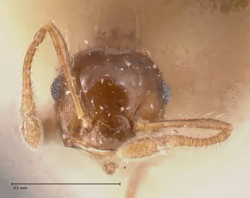 Crematogaster carinata specimen FOCOL0788-3 image focol0788-3_2
