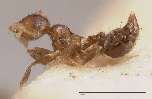 Crematogaster carinata specimen FOCOL0788-3 image focol0788-3_3