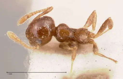 Crematogaster carinata specimen FOCOL0788-4 image focol0788-4_1