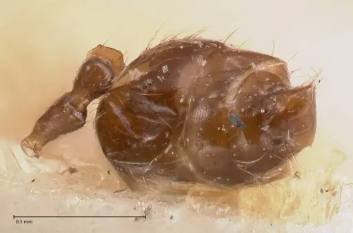 Crematogaster carinata specimen FOCOL0788-4 image focol0788-4_2